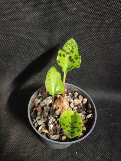 Ledebouria maculata