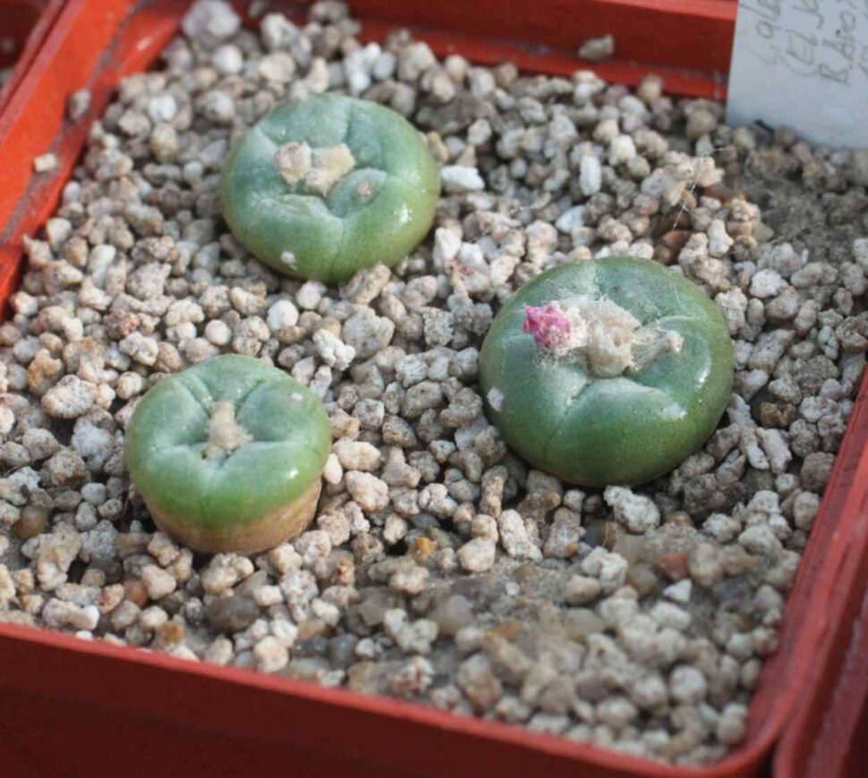 Lophophora alberto-vojtechii