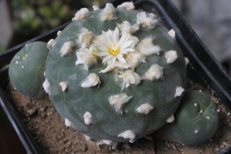 СУЧАСНА ТАКСОНОМІЯ РОДУ ЛОФОФОРА (LOPHOPHORA Coult., 1894) | 1