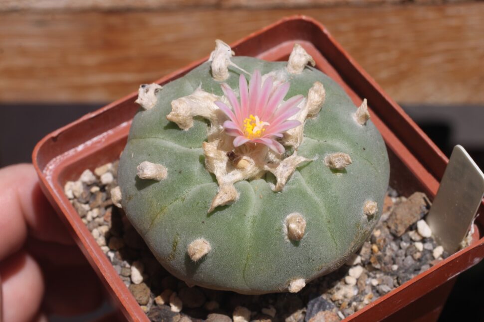 Lophophora fricii