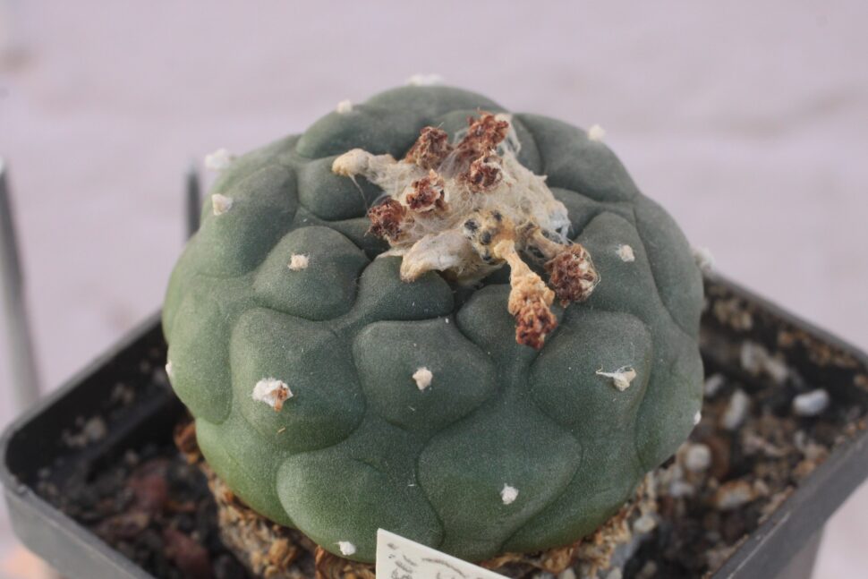 Lophophora koehresii