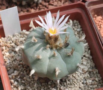 Lophophora williamsii, південна форма
