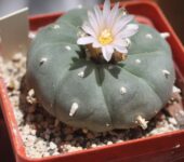 СУЧАСНА ТАКСОНОМІЯ РОДУ ЛОФОФОРА (LOPHOPHORA Coult., 1894) | 1
