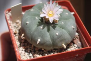 СУЧАСНА ТАКСОНОМІЯ РОДУ ЛОФОФОРА (LOPHOPHORA Coult., 1894)