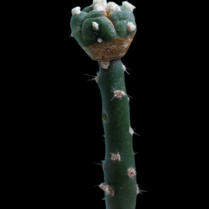 Astrophytum Asterias SA 5