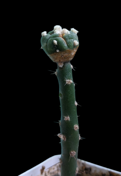 Astrophytum Asterias SA 5