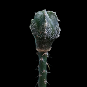 Astrophytum Myriostigma Fukuryu 2