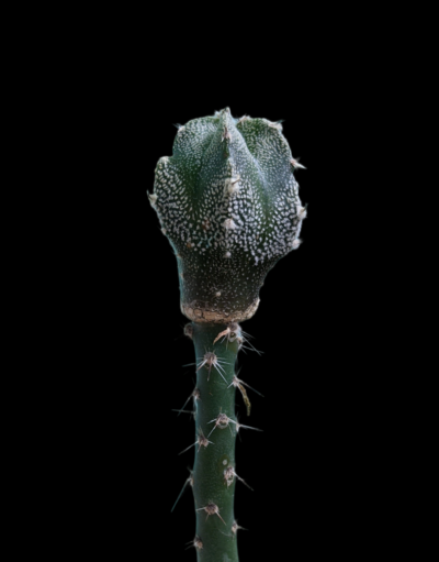 Astrophytum Myriostigma Fukuryu 2