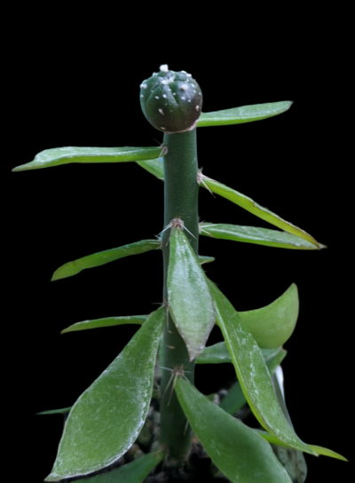 Astrophytum Asterias SA 2