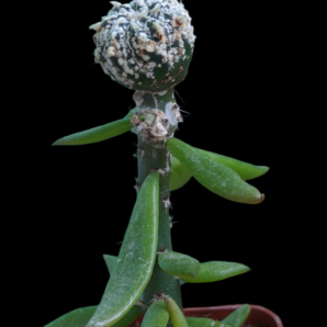 Astrophytum Asterias SA 3