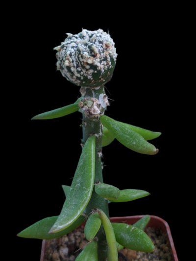 Astrophytum Asterias SA 3