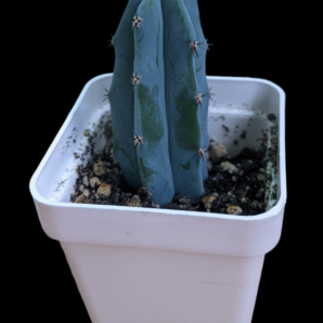 Myrtillocactus geometrizans