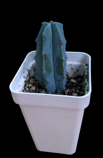 Myrtillocactus geometrizans