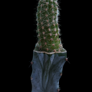chamaecereus lincoln paradise grafted | 14