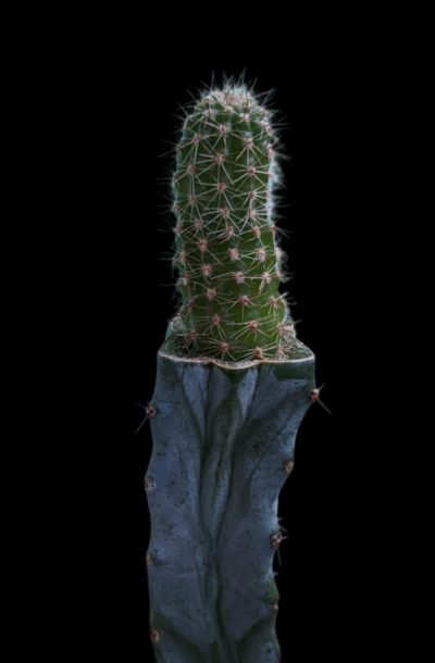 chamaecereus lincoln paradise grafted