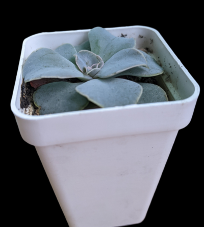 Echeveria Strictiflora Bustamante сіянець