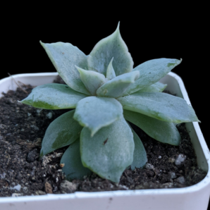 Echeveria Vampire Appaloosa