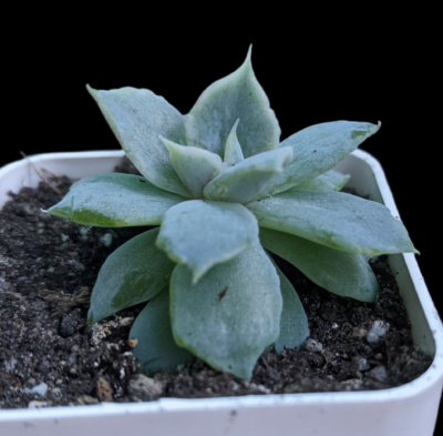 Echeveria Vampire Appaloosa