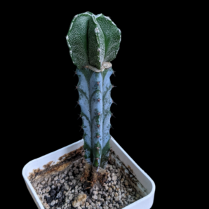 Astrophytum Myriostigma 2