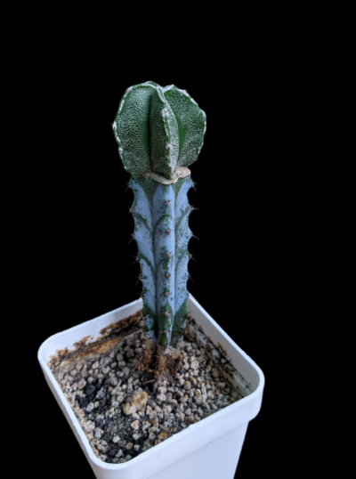 Astrophytum Myriostigma 2