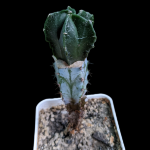 Astrophytum Myriostigma