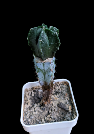 Astrophytum Myriostigma