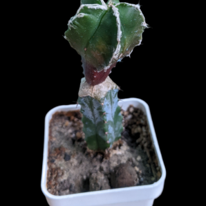 Astrophytum Myriostigma 3