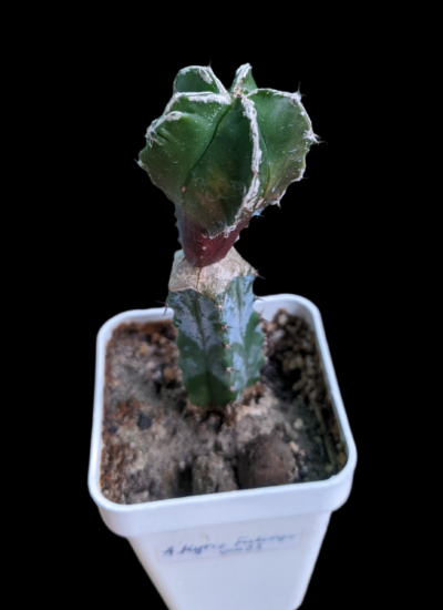 Astrophytum Myriostigma 3
