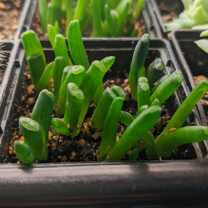 haworthia truncata x maughanii