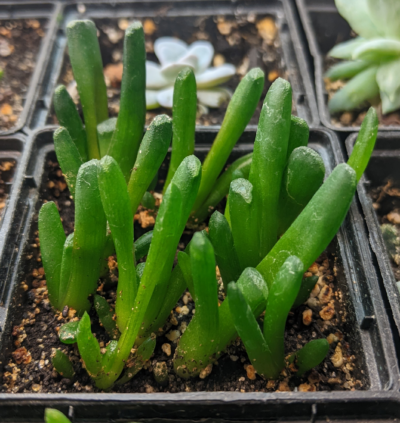 haworthia truncata x maughanii - Зображення 2