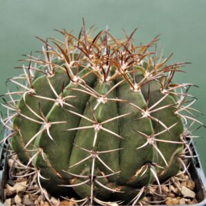 melocactus-actinacanthus-cuba-2