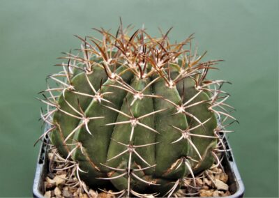 melocactus-actinacanthus-cuba-2