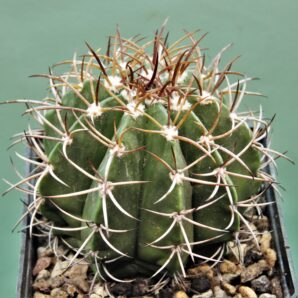 melocactus-actinacanthus-cuba-3