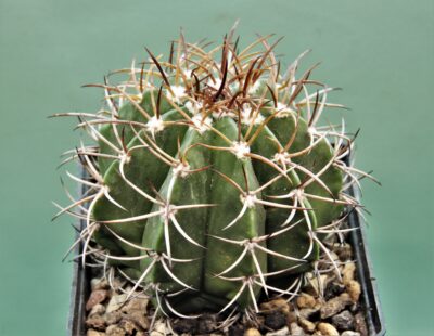 melocactus-actinacanthus-cuba-3