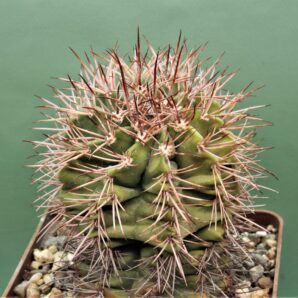 melocactus-azureus-v.ferrophilus