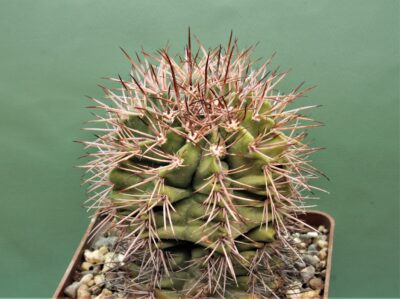melocactus-azureus-v.ferrophilus