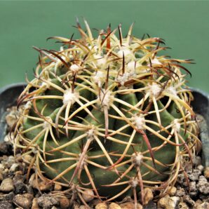 melocactus-canescens-ask310.2