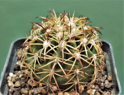 melocactus-canescens-ask310.2