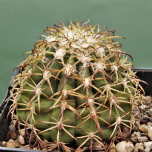 melocactus-canescens-ask310.2- 2