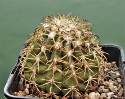 melocactus-canescens-ask310.2- 2
