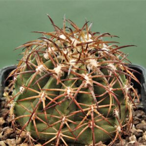 melocactus-canescens-ask310.2-–-3