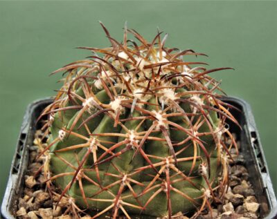 melocactus-canescens-ask310.2-–-3