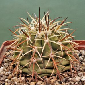 melocactus-peruvianus-ask4471.6-–-3
