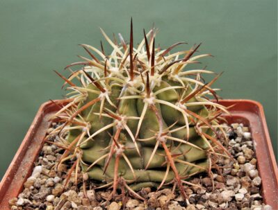 melocactus-peruvianus-ask4471.6-–-3