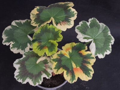 Pelargonium Contrast (Tricolor) - Зображення 2