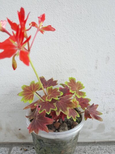 Pelargonium Vancouver Centennial - Зображення 2