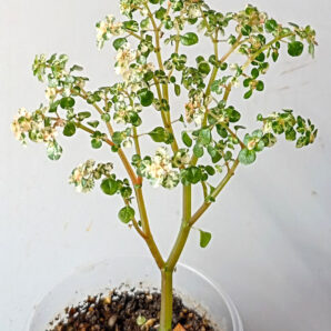 Pilea microphylla variegata