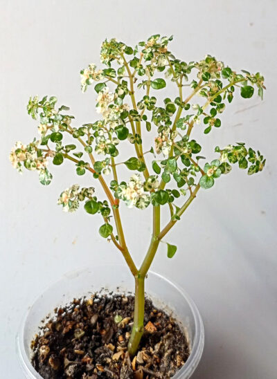 Pilea microphylla variegata