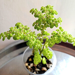 Pilea microphylla