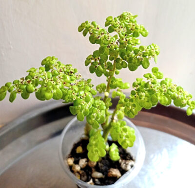 Pilea microphylla